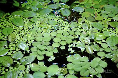 Starter di piante galleggianti per acquario dolce