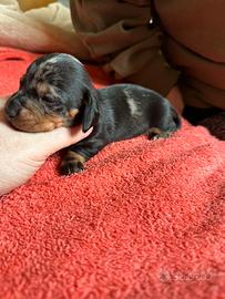 Bassotti nani maschi Arlecchino