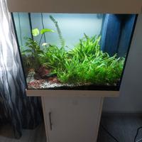 Acquario Juwel Lido 120 lt con Mobiletto!