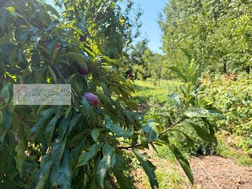 Terreno agricolo e terreno con frutteto e laghetto