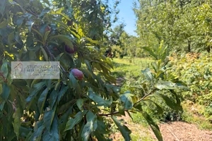 Terreno agricolo e terreno con frutteto e laghetto