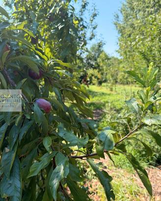 Terreno agricolo e terreno con frutteto e laghetto