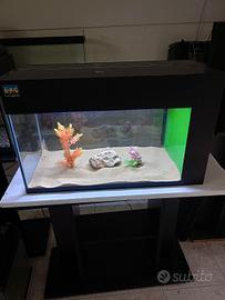 acquario 