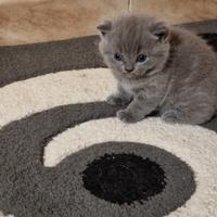 Cuccioli di gattini scottish straight e fold