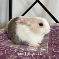 Coniglietti