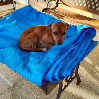 Cane pinscher MASCHIO per MONTA
