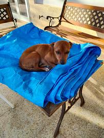 Cane pinscher MASCHIO per MONTA