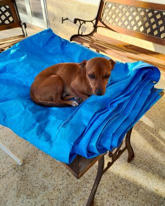 Cane pinscher MASCHIO per MONTA