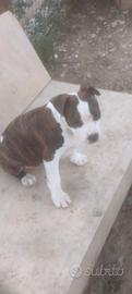 Cucciole Amstaff