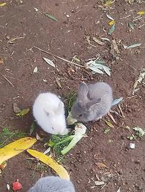 Coniglietti Nani simil Ariete