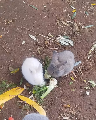 Coniglietti Nani simil Ariete