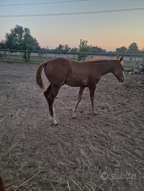 Puledro Quarter Horse