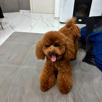 Barboncino Red Toy per Monta