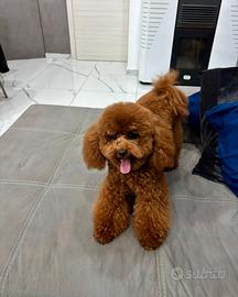 Barboncino Red Toy per Monta