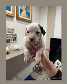 Cuccioli Amstaff