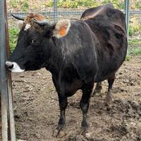 Vacca Cabannina gravida