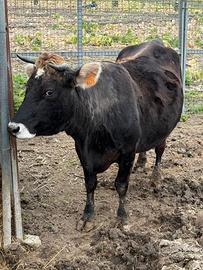 Vacca Cabannina gravida