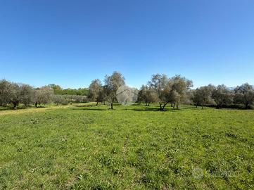 TER. AGRICOLO A GALLESE