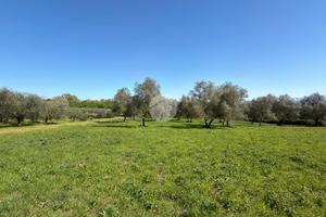 TER. AGRICOLO A GALLESE