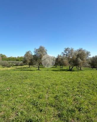 TER. AGRICOLO A GALLESE
