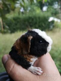 Cavie di razza ( porcellini d'India)