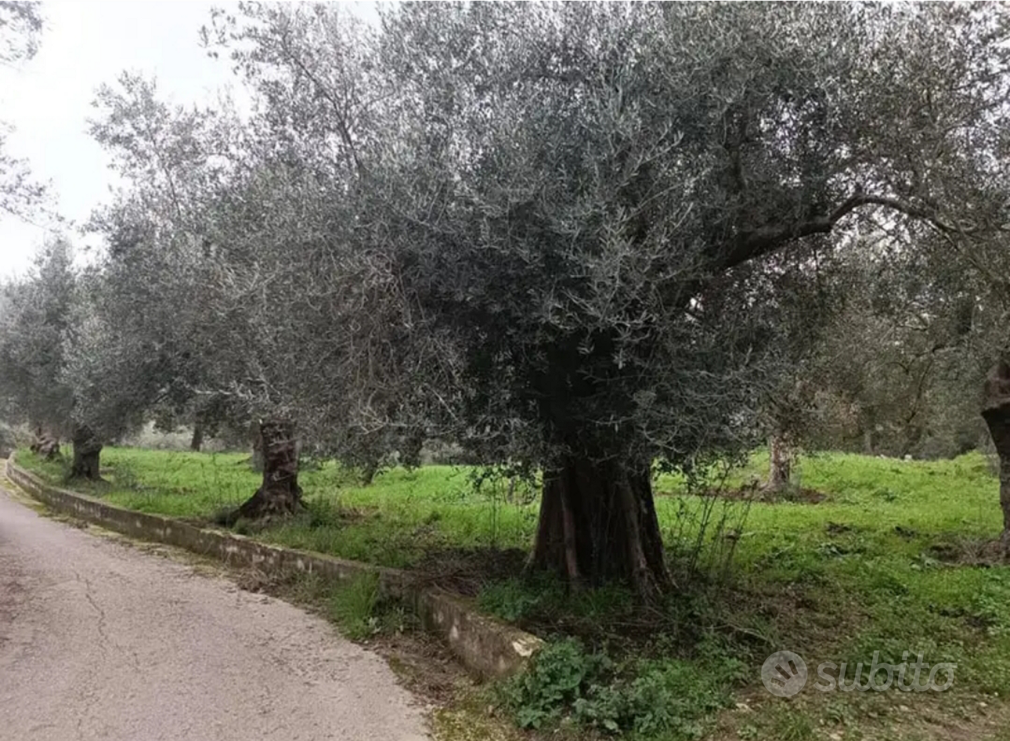 Terreno agricolo - Vista 4