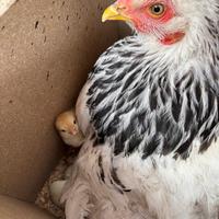 Galline brahma