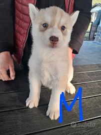 Cuccioli di siberian husky con pedigree Enci 