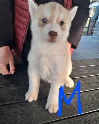 Cuccioli di siberian husky con pedigree Enci 