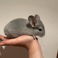 Cincilla Blue diamond / violet