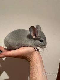 Cincilla Blue diamond / violet