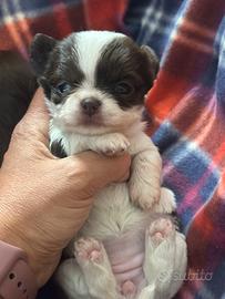 Chihuahua pelo lungo troppo SUPER ultima femminucc