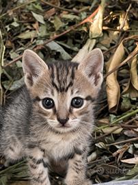 Gattino incrocio Norvegese delle Foreste