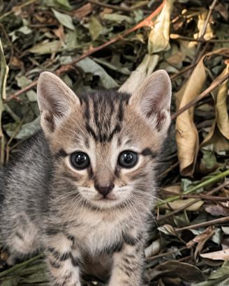 Gattino incrocio Norvegese delle Foreste