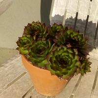Pianta sempervivum 