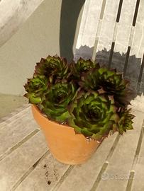 Pianta sempervivum 