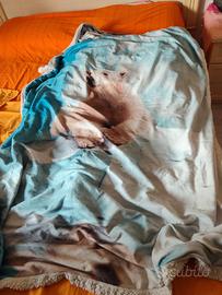 coperta pile 1 piazza