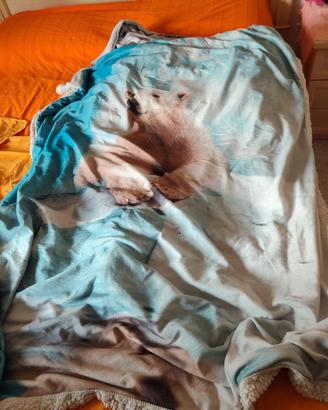 coperta pile 1 piazza