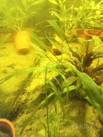 Guppy Grass - Pianta D Acquario