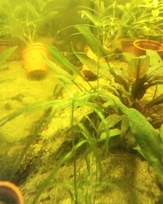 Guppy Grass - Pianta D Acquario