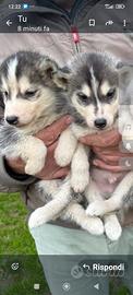 Cuccioli Husky