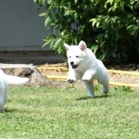 Cucciole Pastore Svizzero Bianco