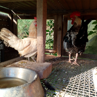 Coppia di gallo e. Gallina