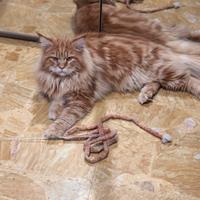 Maine coon stallone