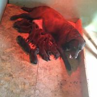 Labrador cioccolato con Pedigree Italiano