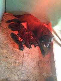Labrador cioccolato con Pedigree Italiano