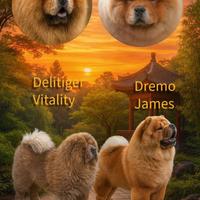 Disponibili cuccioli di Chow-Chow Alta Genealogia