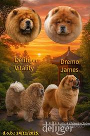 Disponibili cuccioli di Chow-Chow Alta Genealogia