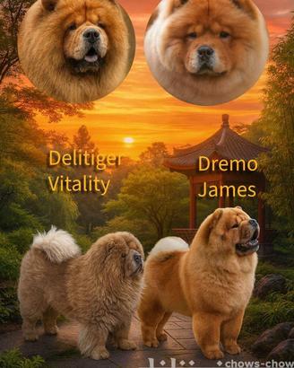 Disponibili cuccioli di Chow-Chow Alta Genealogia