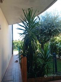 Pianta Jucca